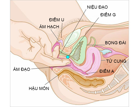 các điểm g khi quan hệ bằng tay dễ lên đỉnh